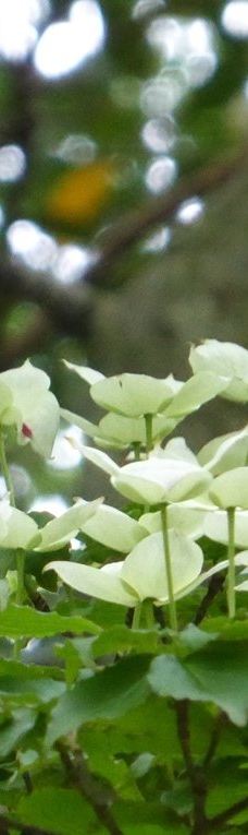 Shirakumo Pond-云仙市