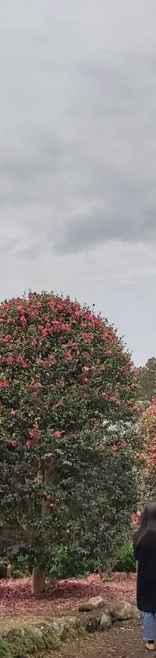 为美里山茶树群-西归浦市