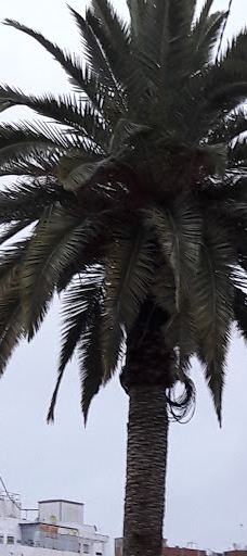 Bni Makada Garden-丹吉尔-阿西拉省