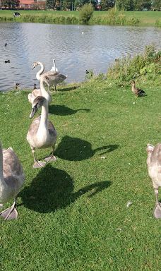 Hemlington Lake-米德尔斯堡