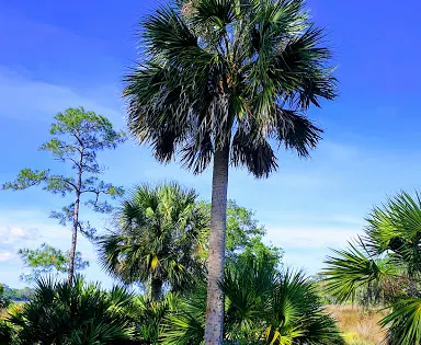 Faver-Dykes State Park