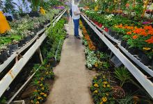 Vivero Las Alegrias购物图片