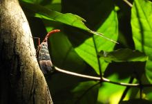 Klong Kla Jungle Trail景点图片