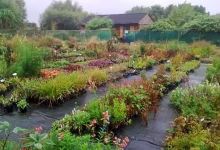 The Plantsman's Preference购物图片