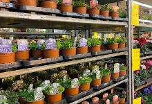 Fleurdepot购物图片