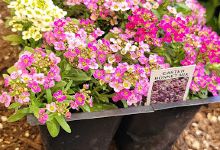 Country Girls Nursery购物图片