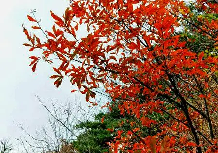 清寧凈寺