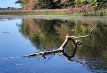 Forest Greens Lake Preserve景点图片
