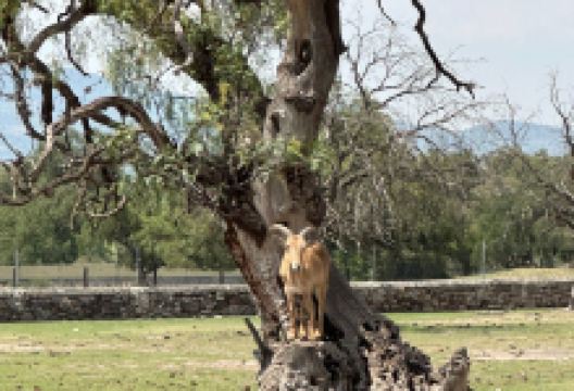 Reino Animal景点图片