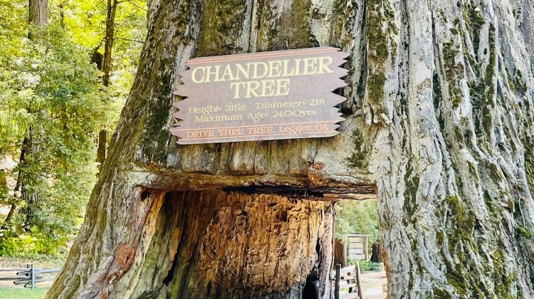 3-Day Bus Tour From San Francisco·Sundial Bridge, Crater Lake National Park and Mt. Rainier National Park