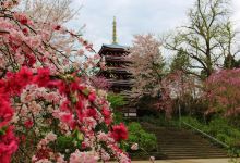 本土寺景点图片