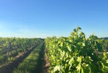Hunt Country Vineyards景点图片