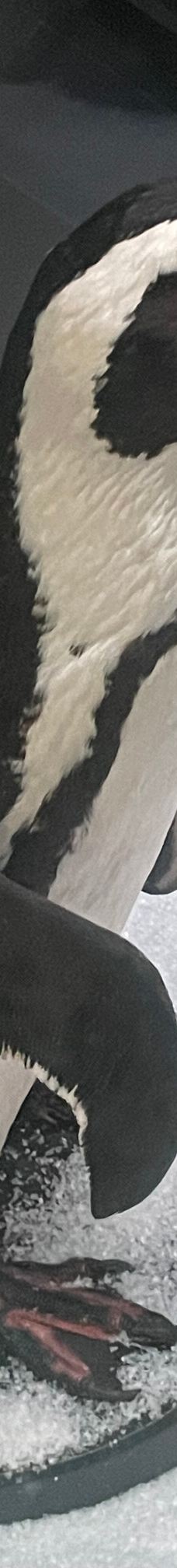 Seehundstation und Waloseum-诺德代希