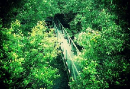 Margomulyo Mangrove Forest景点图片