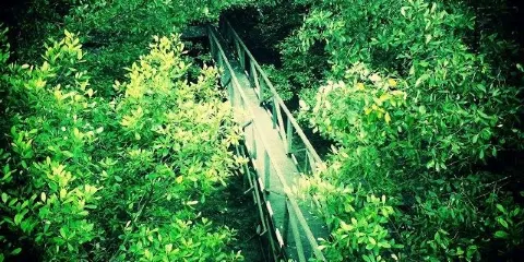 Margomulyo Mangrove Forest