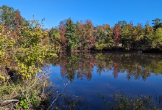 Cox Hall Creek WMA景点图片