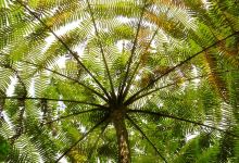 Paque Nacional Farallones de Cali景点图片