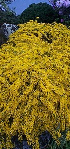 Gore Public Gardens-戈尔