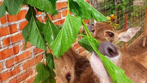 Afia Deer Farm