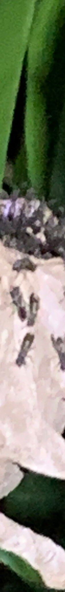 Finca Cantaros-圣维托