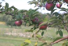 Park Hill Orchard景点图片