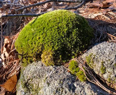 Wilson Mountain Reservation