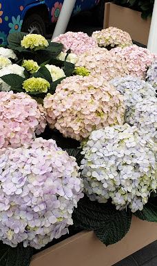 Willem - Alexander Pavilion-利瑟