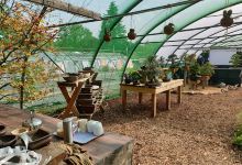 The Bonsai Shed购物图片