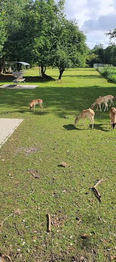 Wildgehege Marienhölzung-弗伦斯堡