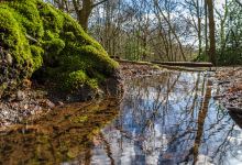 Bencroft Wood Nature Reserve景点图片