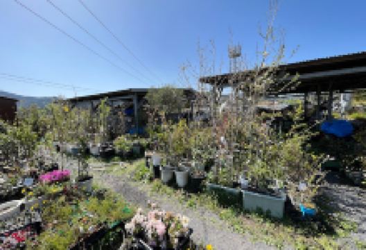 Ishibashi Gardening Center购物图片