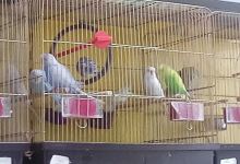 Zielone ZOO Kupiec Gorzowski购物图片