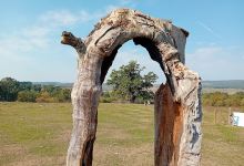 Start: The sessile oak of Mercheasa景点图片