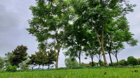 蓮花湖公園