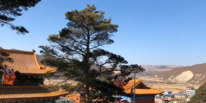 小河龍千年古松