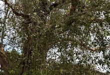 Kodaly Center Aal Maram景点图片