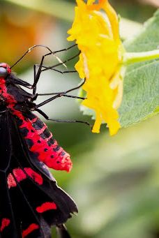 Butterfly Park Empuriabrava-Alt Emporda