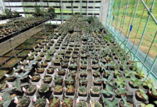 3chan_cactus购物图片