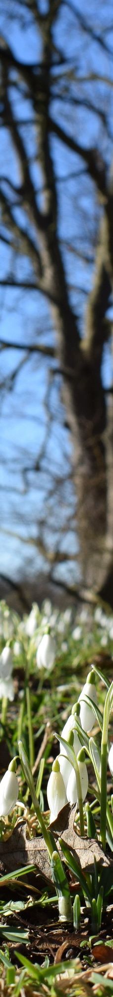 宁布鲁宫和花园-Beningbrough