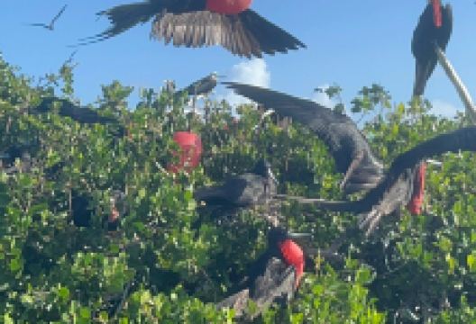 Frigate Bird Sanctuary景点图片