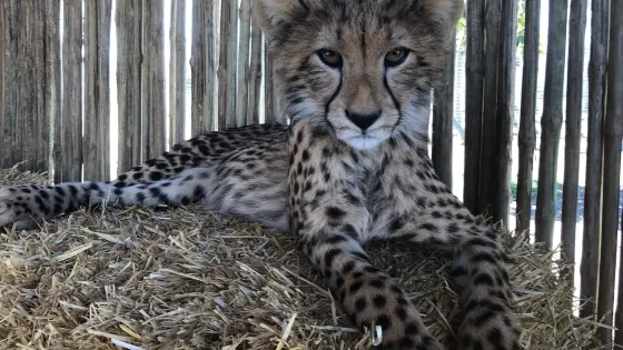 Cheetah Outreach