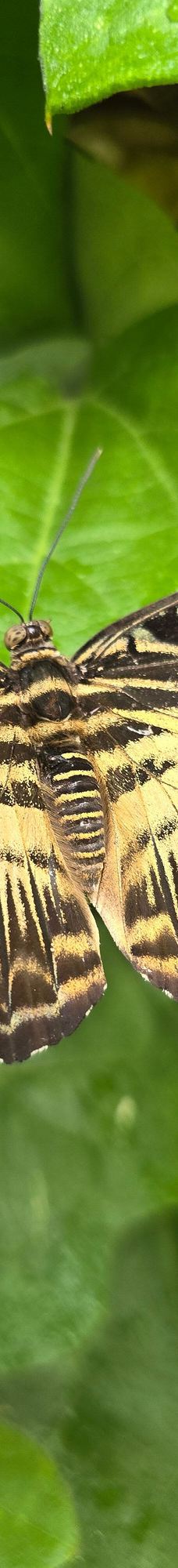 迈瑙岛-康斯坦茨