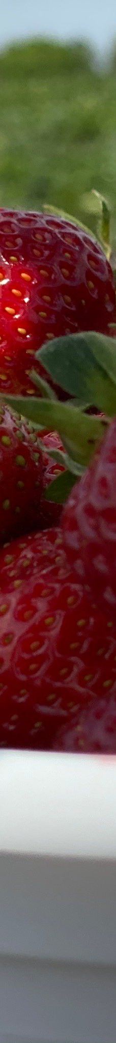 Southern Belle Farm-麦克多诺