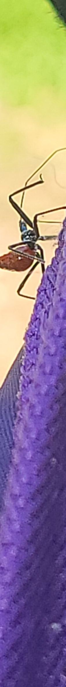 Grand Lake O' the Cherokees-马尼拉市