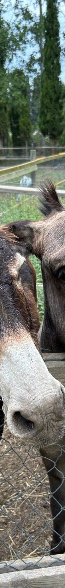 Discovery Farm Saint-André-滨海阿热莱斯