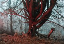 Riserva Forestale Bosco Sacro di Mergugno景点图片