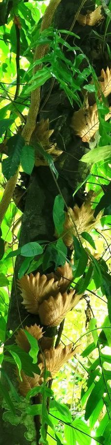 Ton Pring Waterfall-泰孟