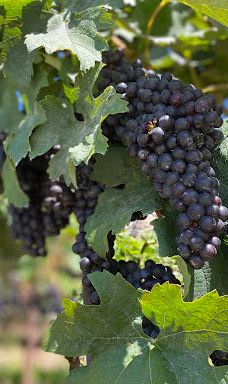 Terrasses viticoles de Lavaux-Lavaux-Oron District