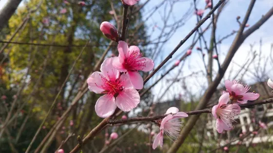 城西濕地公園