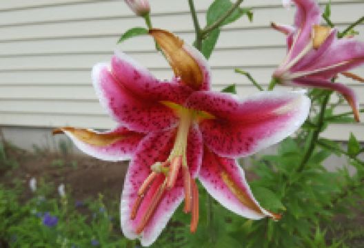 Stolz Park景点图片